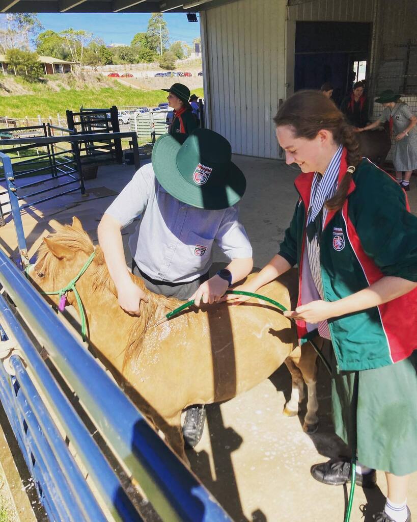 BerakahFarm's tweet photo. With the excitement of Grandparents day tomorrow, the preparation and washing of the horses to ensure they are looking their best has begun! So thankful for this beautiful sunny ☀️ warm winters day! #nambourchristiancollege #berakahfarm #dedicatedstudent… https://t.co/OFC0biiJvI https://t.co/Z04tPGMMDu