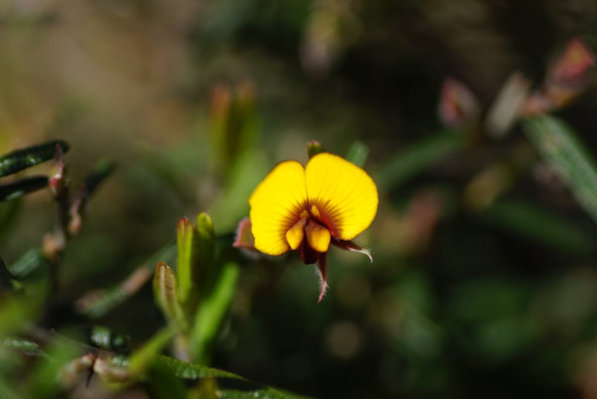 lost_in_botany's tweet photo. #Bossiaea eriocarpa! Only a few flower open at the moment but looks to be more on the way! https://t.co/0sUEmL7ZSa