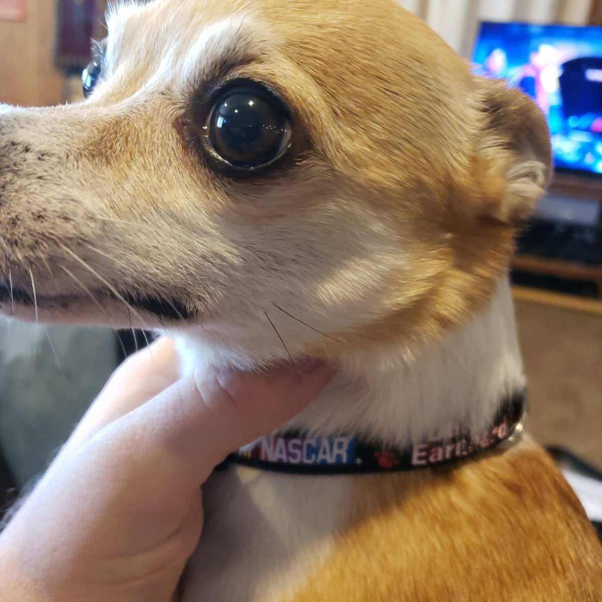 BrukSweeney's tweet photo. @BeeKeeping822 This is Chester, but I've been calling him fa@got for 10 years. https://t.co/OMZjgOiuDJ