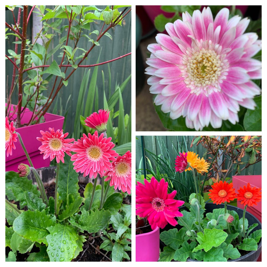 trio1545's tweet image. Love these #gerberas  in my garden. I have been in awe &amp;amp; admiration of the pink one with shades. #nature is so beautiful isn’t it? #joysofgardening