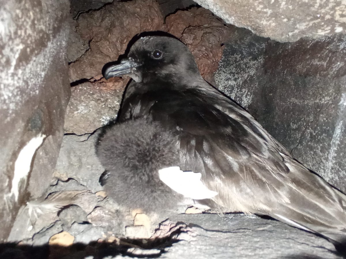 Hard to say goodbye to this fieldwork season at the #CanaryIslands 

The place couldn’t be more amazing, the team was fantastic and working with #seabirds is always a pleasure. 

Hope to see you soon pollitos. 💙

#CorysShearwater
#EuropeanStormPetrel
#BulwersPetrel