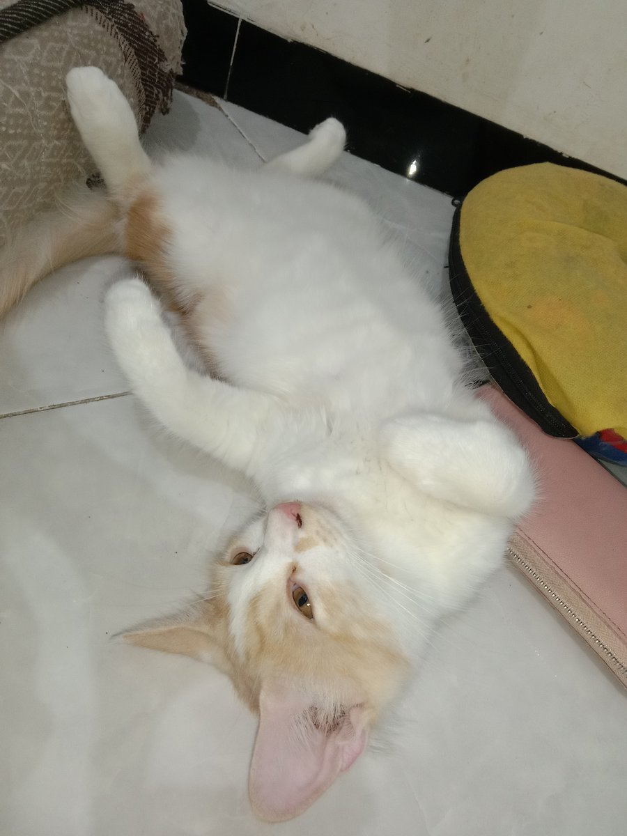 Yanitri19's tweet photo. Oyen https://t.co/Qh0azrdZI3