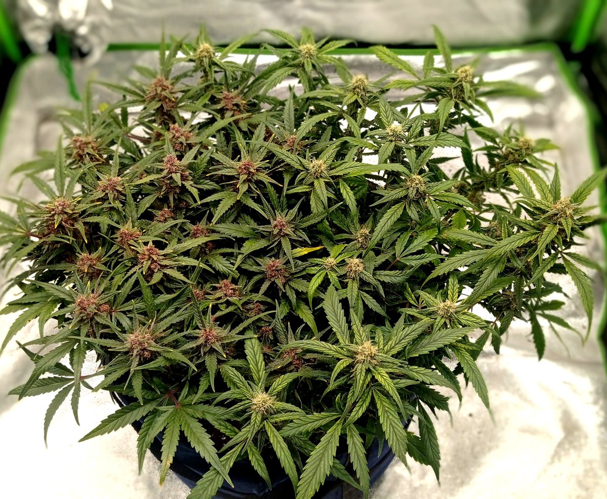 I present to you two different varieties of plants in one pot, as you can see they feel good and there is no problem to grow two different genetics in one pot.
The size of the pot is 30 l
on the right is: Bruce Banner 
on the left is: Red  Gorila Girl