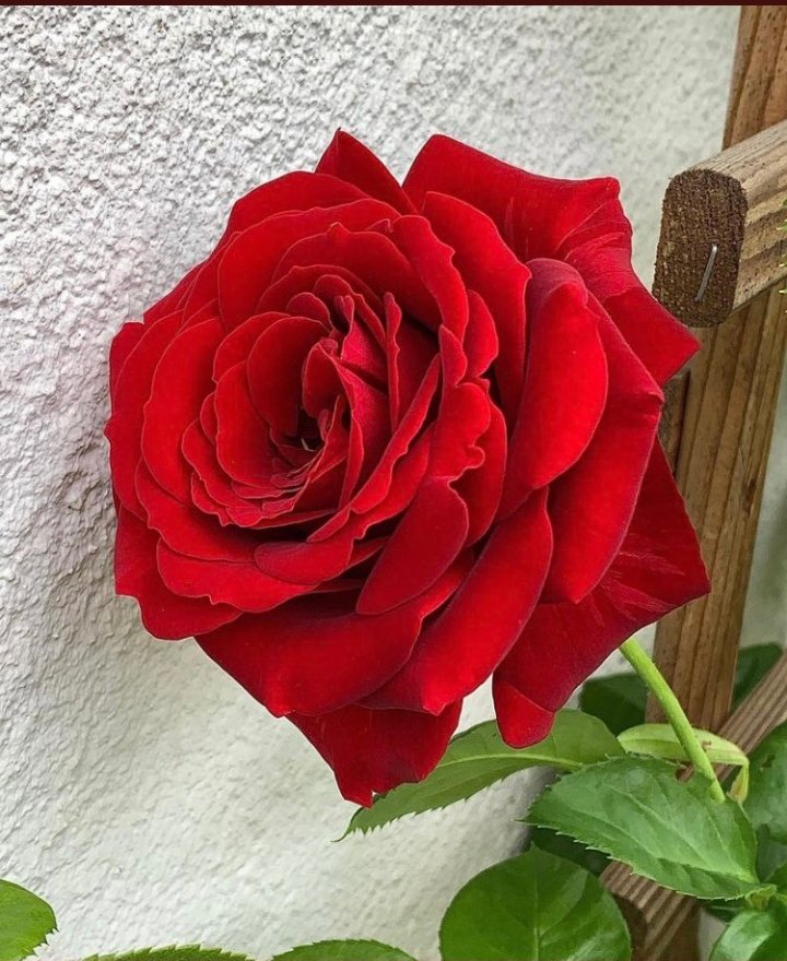 🍒🍒🍒
٠٠
#صباح_الخيرᅠ🌻🌺🌻  
٠
ولتكن أخلاقنا..باقة  من  زهور  الحياة الجميله نهديها لمن حولنا...