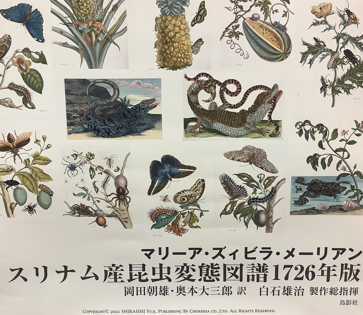 スリナム産昆虫変態図譜1726年版 - マリーア・ズィビラ