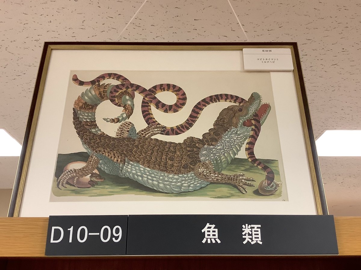 スリナム産昆虫変態図譜1726年版 スリナム産昆虫変態図譜 | 通販全品