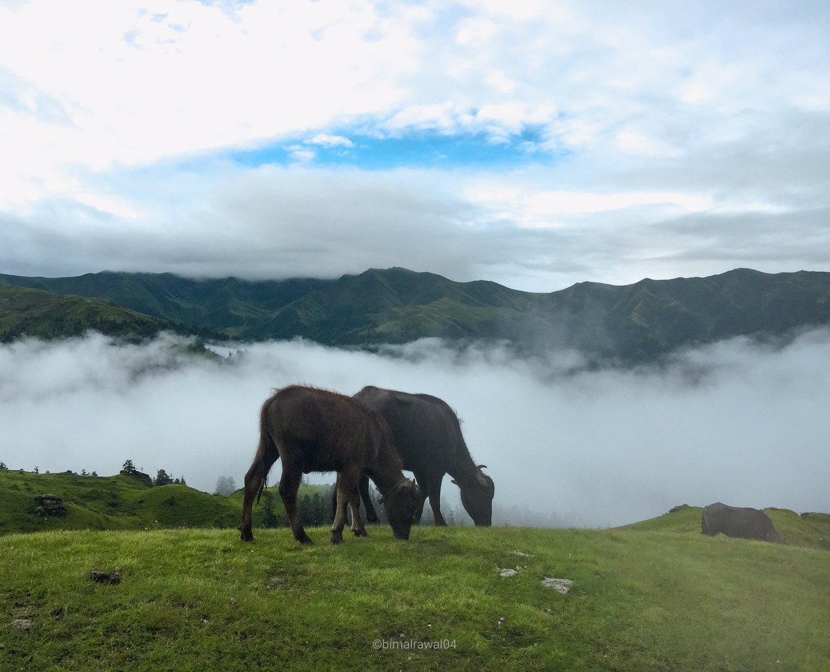 bimalrawal04's tweet photo. Wari Patan [ Badimalika ] is a grassland in the hills of Bajura. It has green grasslands with Small shrubs, herbs, wildflowers, and grasses decorate the area. As the place is pasture land, shepherds from Bajura, bring their sheep and cattle for grazing. #badimalika #bimalrawal https://t.co/dBFem52EHI