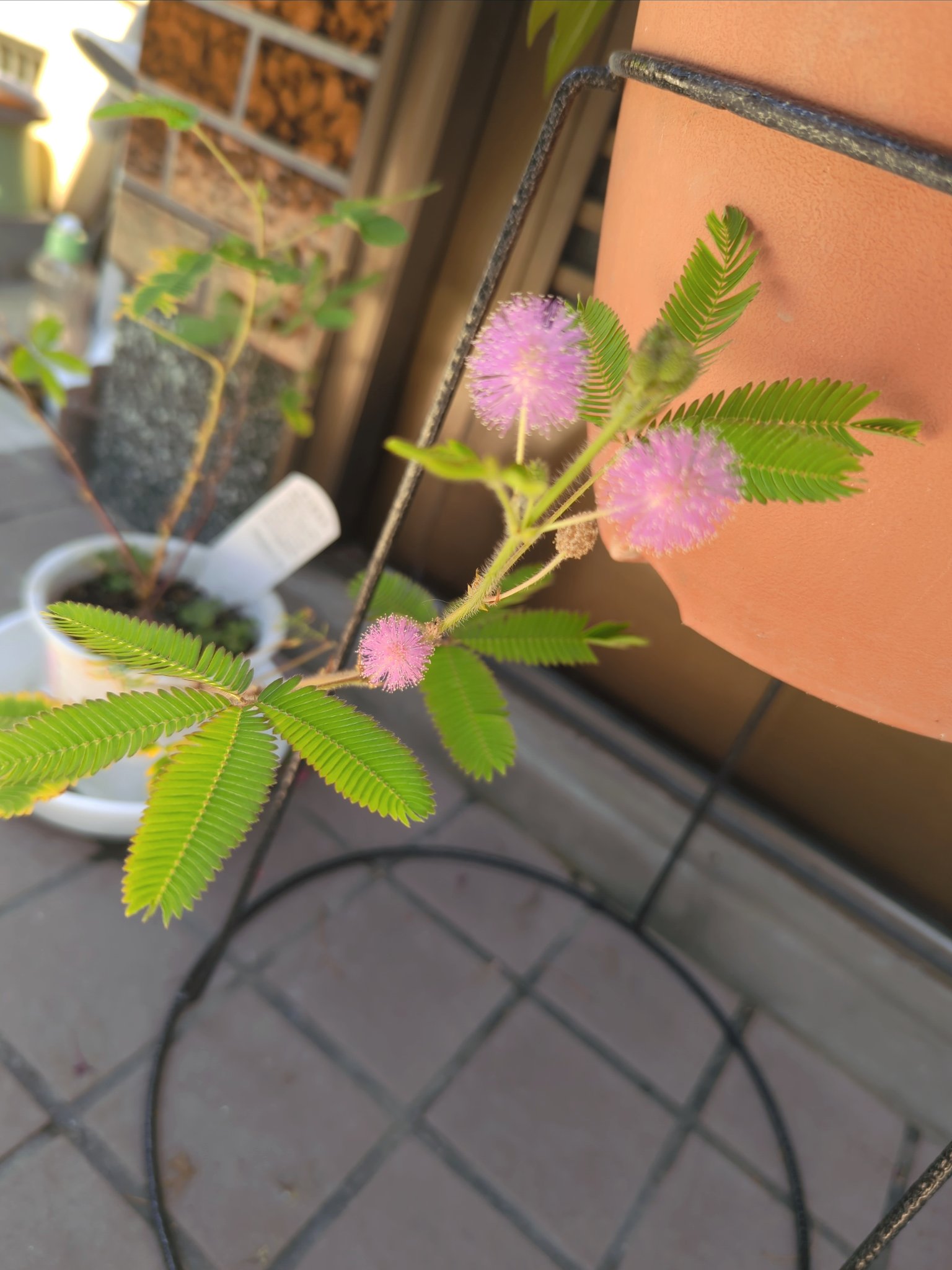 ちゃーるず おじぎ草の花 ﾟ 花言葉 感じやすい心 ﾟ すぐに萎んで枯れてしまうデリケートな花です でも咲くと可愛い 花写真 花言葉 珍しい花 7月28日 T Co Xzxdfyu2wg Twitter
