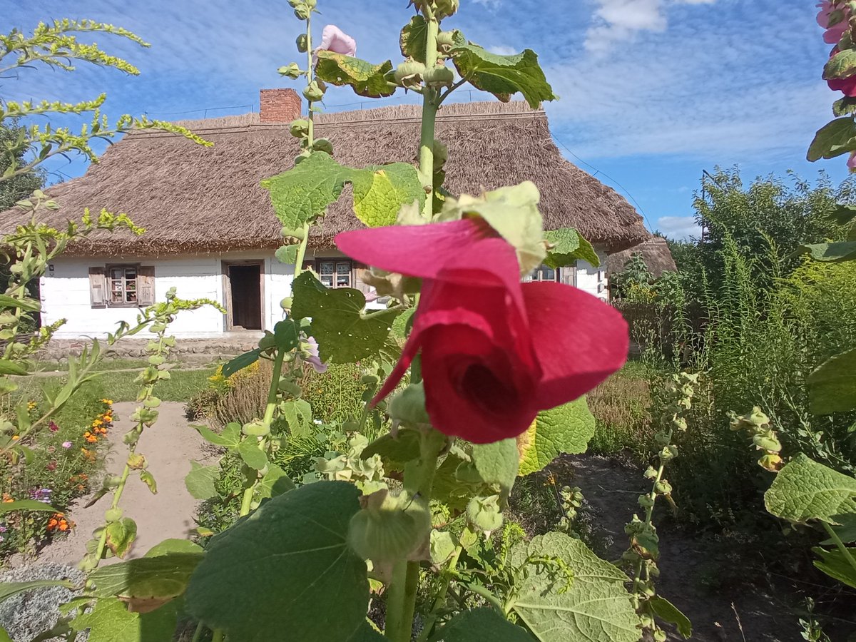 MarcinZenko's tweet image. Majka śpiewa na wsi 😇😇😇😇