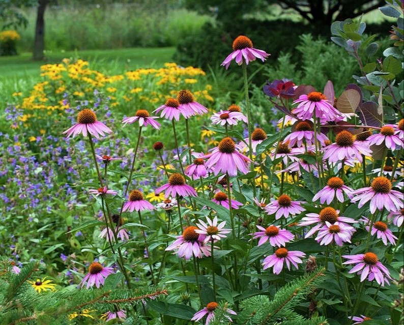 gransgardenseed's tweet photo. Purple #Coneflower Seeds, #EchinaceaPurpurea, #PerennialFlower Seeds, Beautiful Hardy Purple Flowers, Herb Gardening Seeds, Pollinators Love, https://t.co/JFNp4ZNLDc https://t.co/UDfGWeiNSt