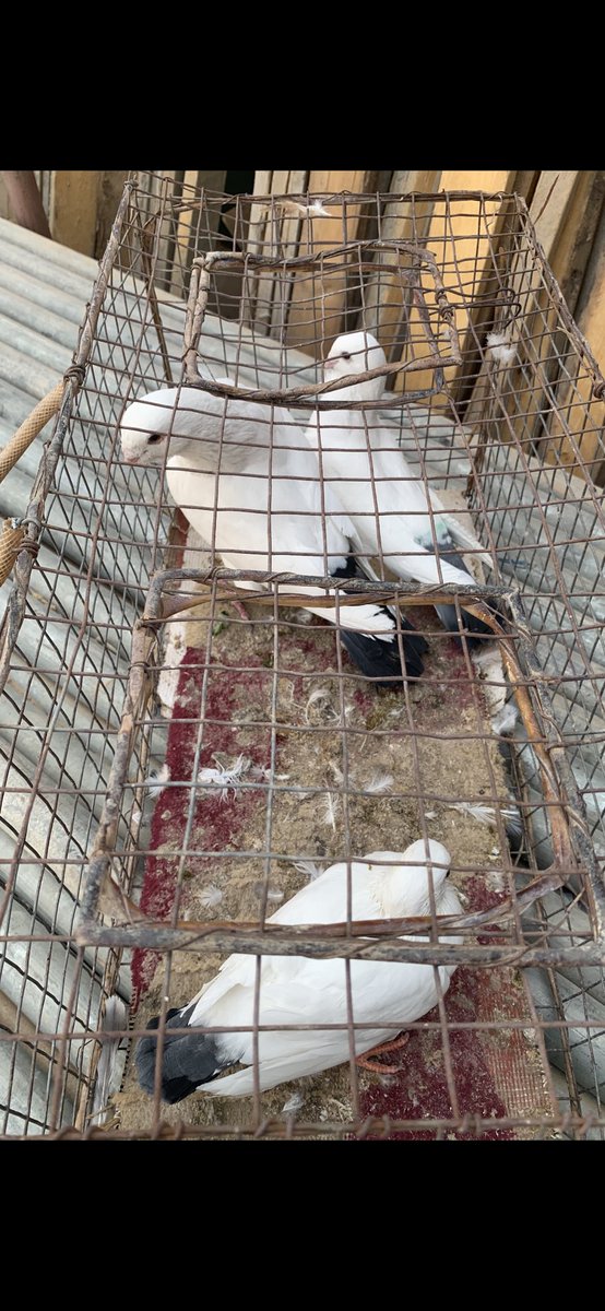 SammanFarm's tweet image. الموقع / الرياض - السلي 
زوج قويزات سوريات معه انتاجه 
الطيرة ذيل ازرق +وردة على الصدر +سرولة 
الذكر ذيل اسود جرم اضخم 
هذا اول انتاج للزوج عندي بعد توليفه 
الطيرة توها مكملة والذكر عمره حول سنة 
البيع لاعلى سوم الصمل اللي يعرف فيها 
يوجد توصيل بمعرفتي وعلى حساب المشتري