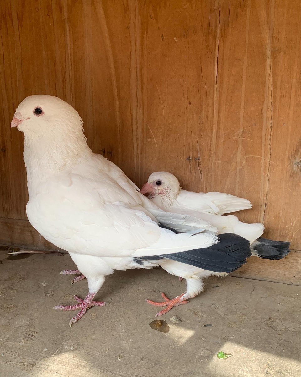 SammanFarm's tweet image. الموقع / الرياض - السلي 
زوج قويزات سوريات معه انتاجه 
الطيرة ذيل ازرق +وردة على الصدر +سرولة 
الذكر ذيل اسود جرم اضخم 
هذا اول انتاج للزوج عندي بعد توليفه 
الطيرة توها مكملة والذكر عمره حول سنة 
البيع لاعلى سوم الصمل اللي يعرف فيها 
يوجد توصيل بمعرفتي وعلى حساب المشتري