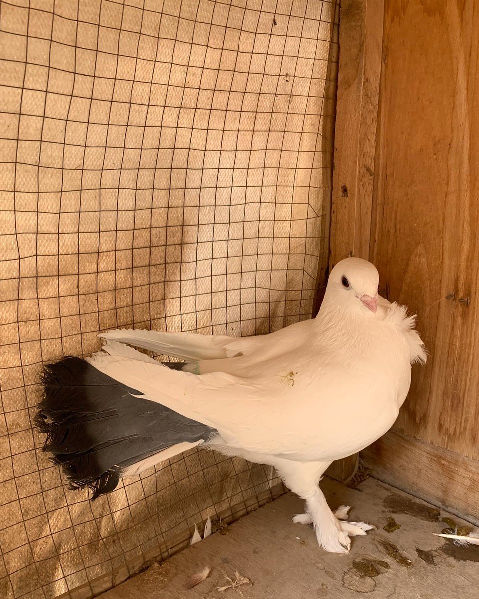 SammanFarm's tweet image. الموقع / الرياض - السلي 
زوج قويزات سوريات معه انتاجه 
الطيرة ذيل ازرق +وردة على الصدر +سرولة 
الذكر ذيل اسود جرم اضخم 
هذا اول انتاج للزوج عندي بعد توليفه 
الطيرة توها مكملة والذكر عمره حول سنة 
البيع لاعلى سوم الصمل اللي يعرف فيها 
يوجد توصيل بمعرفتي وعلى حساب المشتري