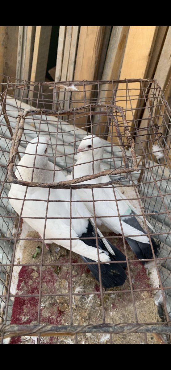 SammanFarm's tweet image. الموقع / الرياض - السلي 
زوج قويزات سوريات معه انتاجه 
الطيرة ذيل ازرق +وردة على الصدر +سرولة 
الذكر ذيل اسود جرم اضخم 
هذا اول انتاج للزوج عندي بعد توليفه 
الطيرة توها مكملة والذكر عمره حول سنة 
البيع لاعلى سوم الصمل اللي يعرف فيها 
يوجد توصيل بمعرفتي وعلى حساب المشتري