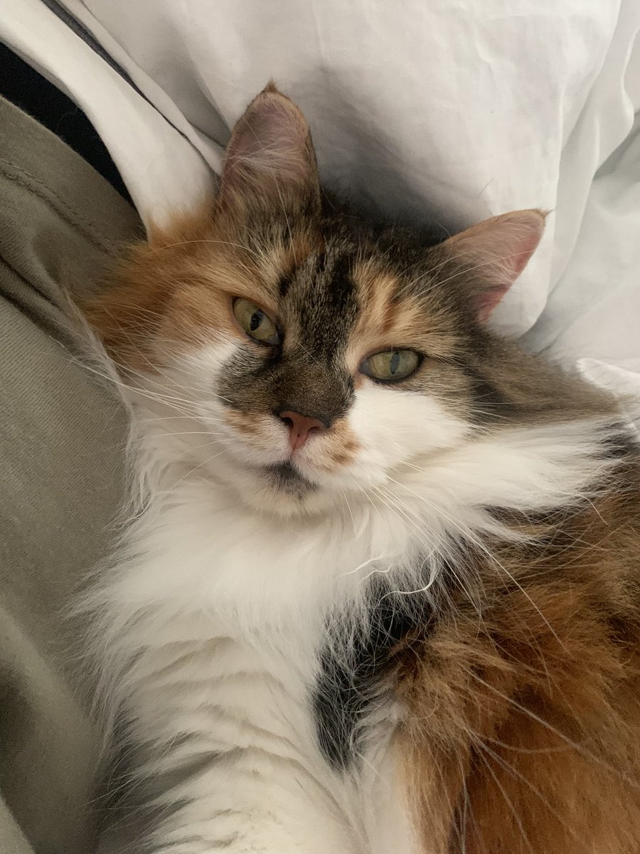 HarrietTTPD's tweet photo. My baby! https://t.co/UlbNGQuahs