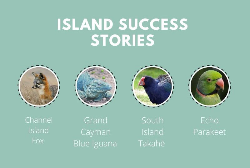 shannonlf24's tweet image. (2/6) As previous studies suggest species on islands are 1️⃣4️⃣% more likely to go extinct than their mainland counterparts, it is vital that we work on improving conservation efforts targeted at island species recovery through effective programme leadership. #DICECON22 #ConEffect