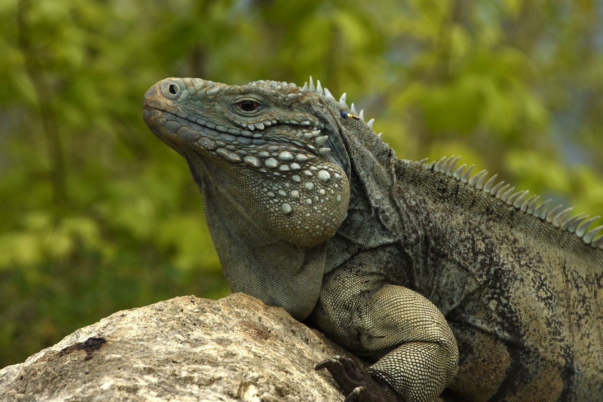 shannonlf24's tweet image. (4/6) Using #BlueIguanaConservation 🇰🇾 as a case study, the CEM was used to determine which areas of the project were successful. A comparison of several island case studies then allowed for targeted recommendations aimed at improving island conservation #DICECON22 #ConEffect