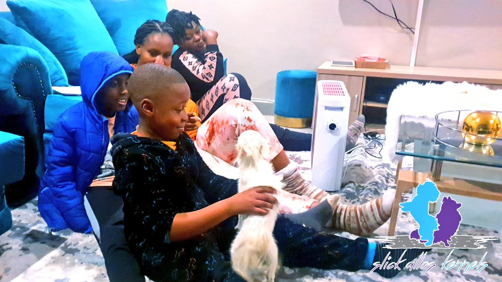 SlickAllosKnnls's tweet photo. We take pride in making happy homes HAPPIER! Little Junior Bako was surprised by his parents as they adopted a sister for him, little miss Kokoe, on his birthday.. Another successful adoption process.
SAK
Maltese, Pomeranian & German Spitz breeding kennels
#ToyDogsOrNoDogs π
π© https://t.co/vKQs2omt8y