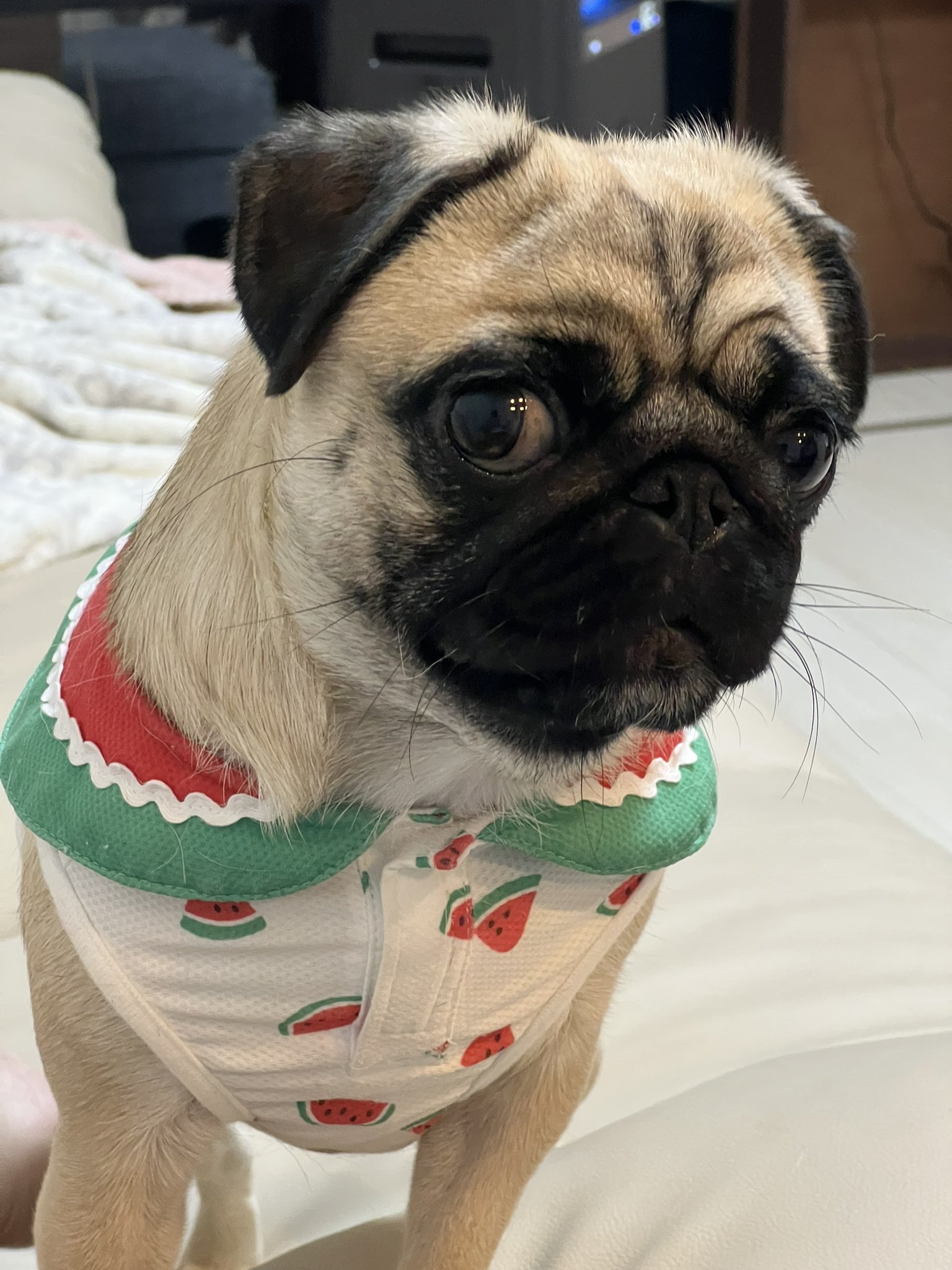 パグのグーちゃん Pug Gu Twitter