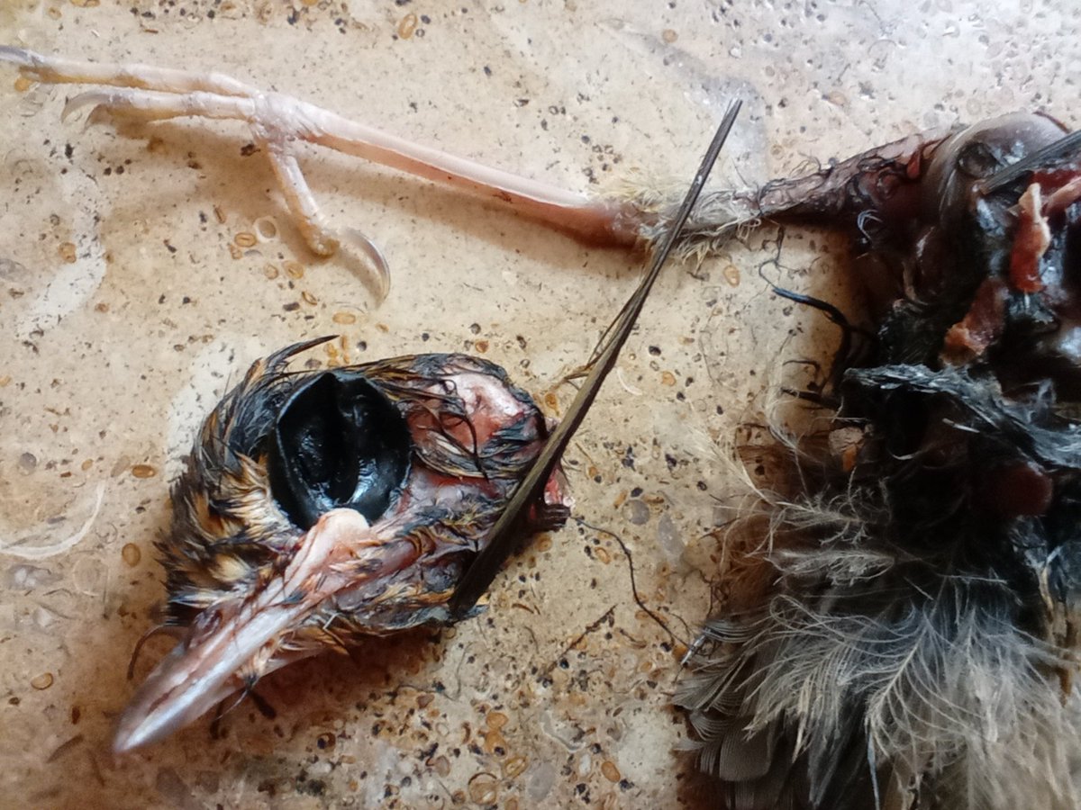 A gift from a friend 😼. Thinking maybe a juvenile blackbird? <a href="/WildlifeTrusts/">The Wildlife Trusts</a> <a href="/britishbirds/">British Birds</a>