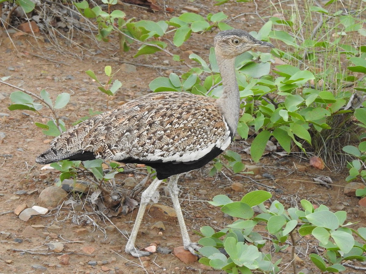 Red-crested Korhaan
Lophotis ruficrista
Lophotis from the Greek 'lophos' for crest and 'otis' for bustard.
ruficrista is, unsurprisingly from the Latin : 'rufus' meaning red or ruddy and 'crista', crest.