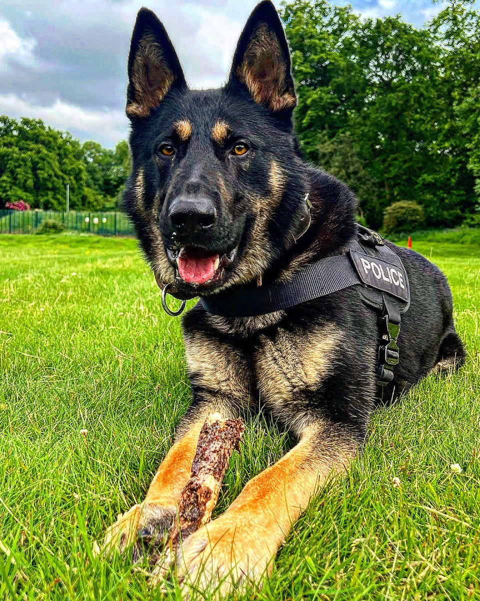 🐾PD Woody🐾 Last night a vehicle failed to stop for @JOU_ArmedPolice in @TVP_Slough and was later found unattended. PD Woody tracked from the vehicle straight to an address where the suspected driver was arrested for multiple offences. #teamwork #thenoseknows