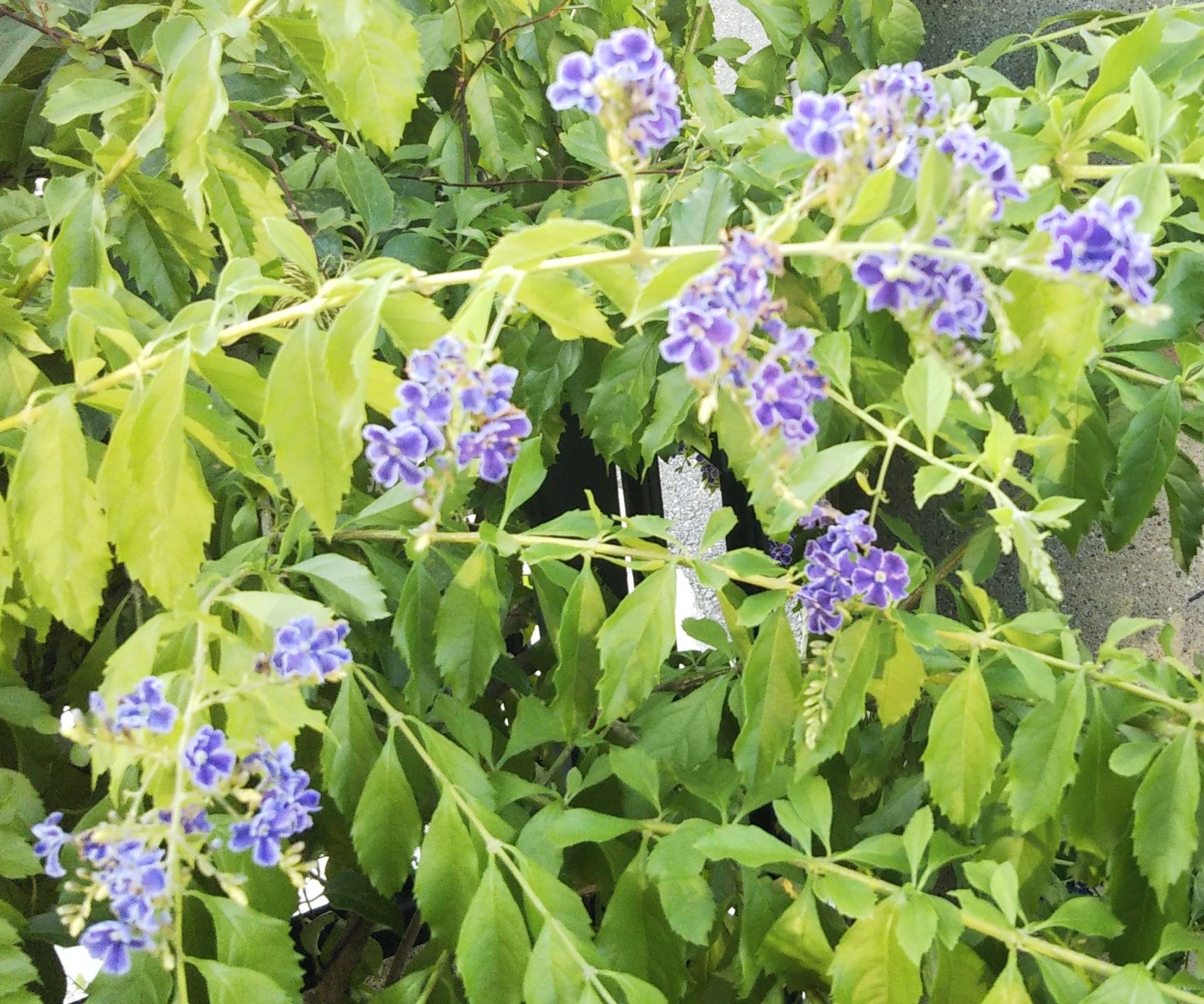 Touko Suwa 唐突に雨が降り出し 止むと共に湿度が上がる事を繰り返していたとある日 庭先に デュランタ の花が咲いていました 花言葉は あなたを見守る これは 房のように垂れ下がって咲く デュランタの美しい花姿に由来 こんなに綺麗 Touko Suwa 唐突に雨が降り出し 止むと共に湿度が上がる事を繰り返していたとある日 庭先に デュランタ の花が咲いていました 花言葉は あなたを見守る これは 房のように垂れ下がって咲く デュランタの美しい花姿に由来 こんなに綺麗