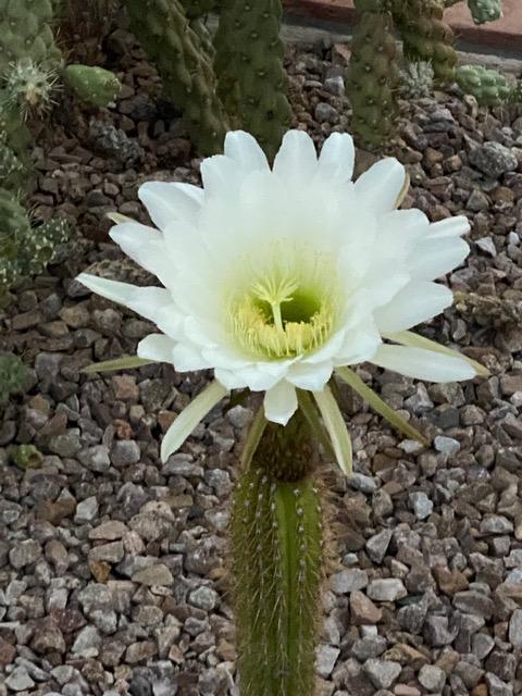ONCE A YEAR, ONE NIGHT ONLY
The Arizona night blooming cereus.