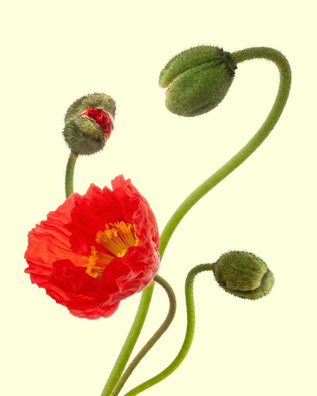 Flovvers フラバーズ Poppy ポピー ポピーの種類は シャーレーポピー アイスランドポピー オリエンタルポピーなど 和名は虞美人草 ぐびじんそう 主に流通しているのはアイスランドポピーです 1 4 T Co Gkjbuc8skg Twitter
