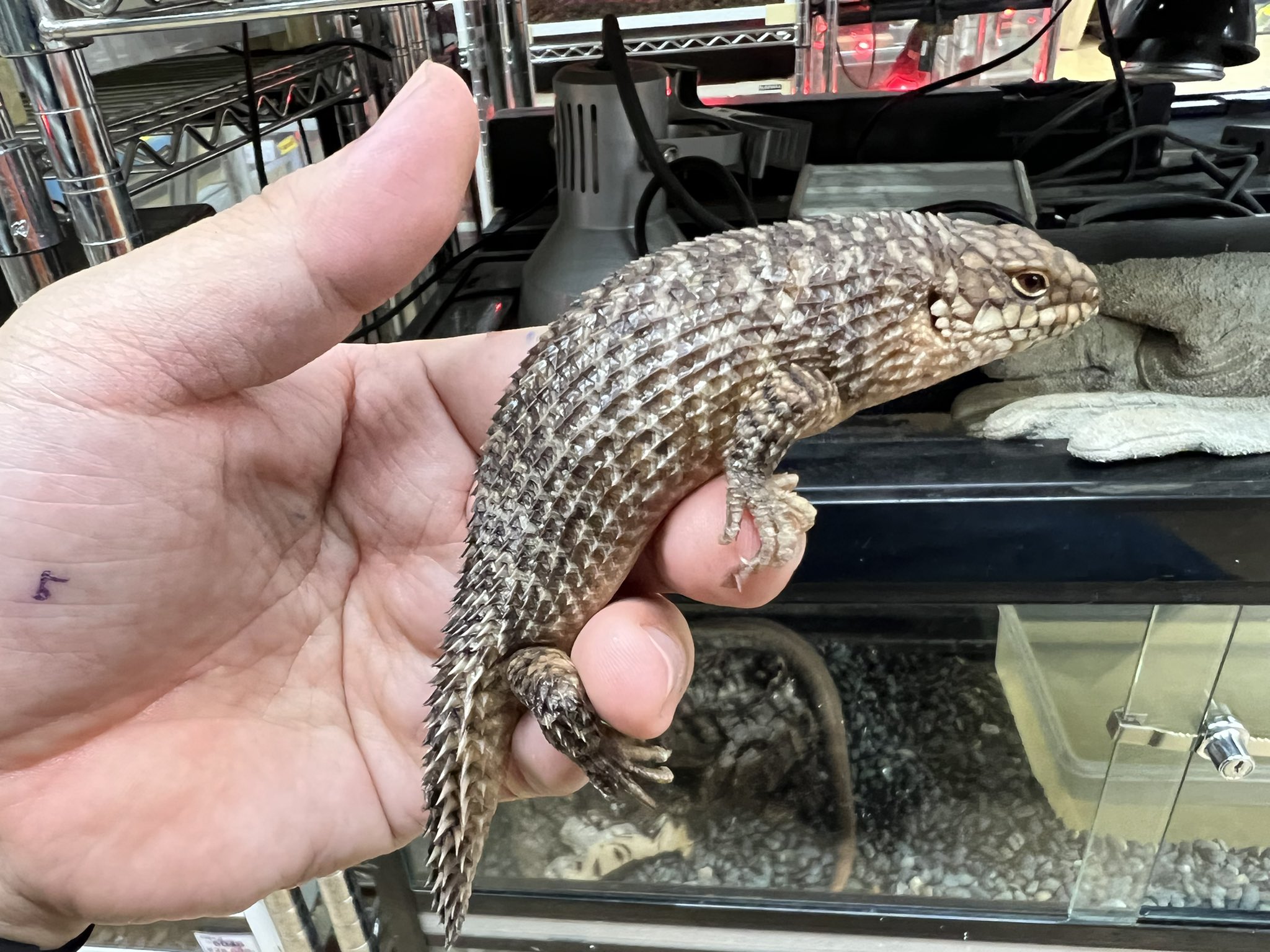 ペポニ インター店 赤ちゃんサイズで入荷したストケスイワトカゲも良い体型になってきました O O ラスト1匹 決算クリアランスセール 対象になっております T Co Mzdnbok3ze Twitter ペポニ インター店 赤ちゃんサイズで入荷したストケスイワトカゲも良い体型になってきました O O ラスト1匹 決算クリアランスセール 対象になっております T Co Mzdnbok3ze Twitter