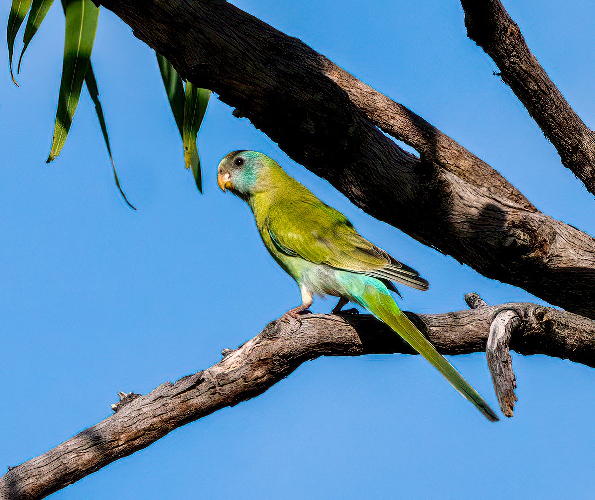 Get yourself a perch to check out this great video on how Golden-shouldered Parrots need grasslands and sparse open woodlands to watch out for predators. Artemis Nature Fund are restoring habitat with support from the Australian Government. fal.cn/3qAop 📷 David Cook