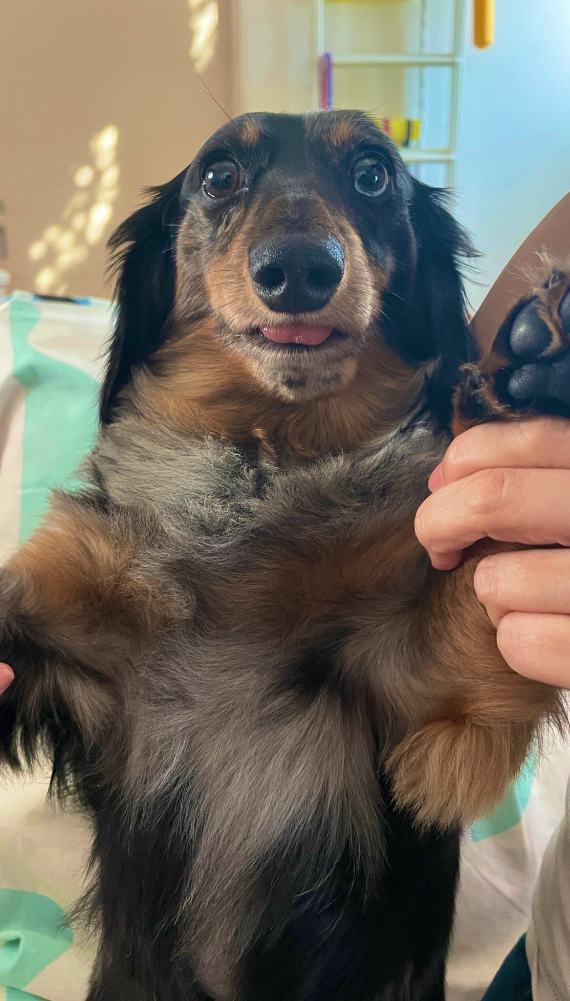 チャオ チャチャマル Nanami ベロが出てしまう ミニチュアダックスフンド ミニチュアダックス シルバーダップル 犬好きさんと繋がりたい 愛犬と一緒 犬のいる暮らし T Co Q6hcgeff3j Twitter