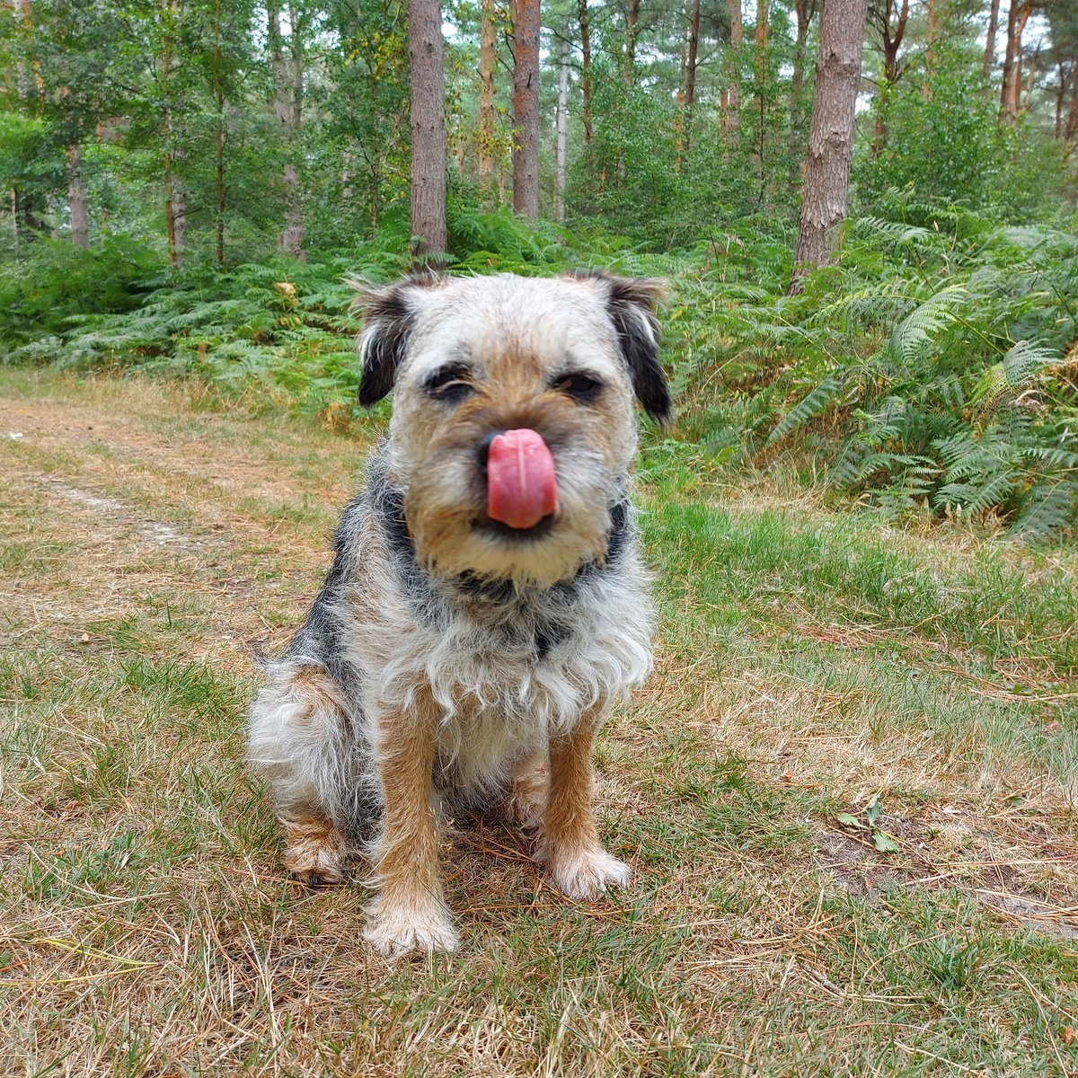 BarneyBooBT's tweet image. It's my 9th Birthday today! 

#BTPosse #BorderTerrier #DogsofTwittter