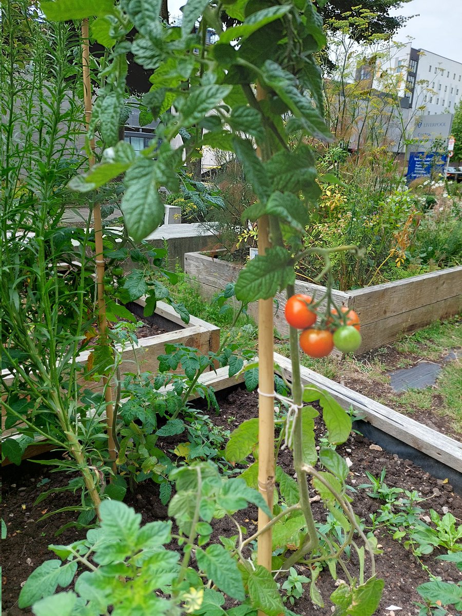Kale, brassica and lots more planted in <a href="/LivUniCTL/">CTL Liverpool</a> garden ready for students to pick in the autumn. Some red 🍅 too #SowingTheSeedsOfSustainability