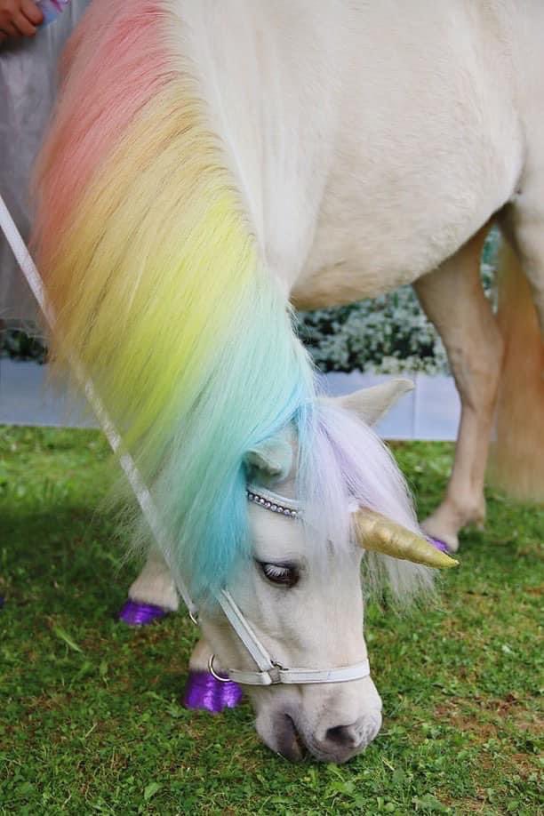 ClairesPoleFit's tweet photo. @BBCRadio2 Good morning,
I have a miniature Horse called Henny The Unicorn and he is quite a celebrity in Kent! He visits children's parties,care homes and hospices and makes everyone smile! Wish Upon a Pony is my little business, we would love a shout out this morning please! https://t.co/YqunbWRBPY