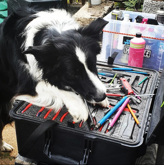 ShadowFoam's tweet photo. Good boy Floofy 🐶 see, Shadow Foam is even pooch-proof!  

Thanks to pedal_wrench for making us smile with this pic!

#pelican1560 #custompelicancase #custompelican #toolboxwars  #bikemechanic #cyclemechanic #knipex #weratoolsuk #doglover #dogslife #mucoffproducts #mucoff https://t.co/lWRgn7vX2a