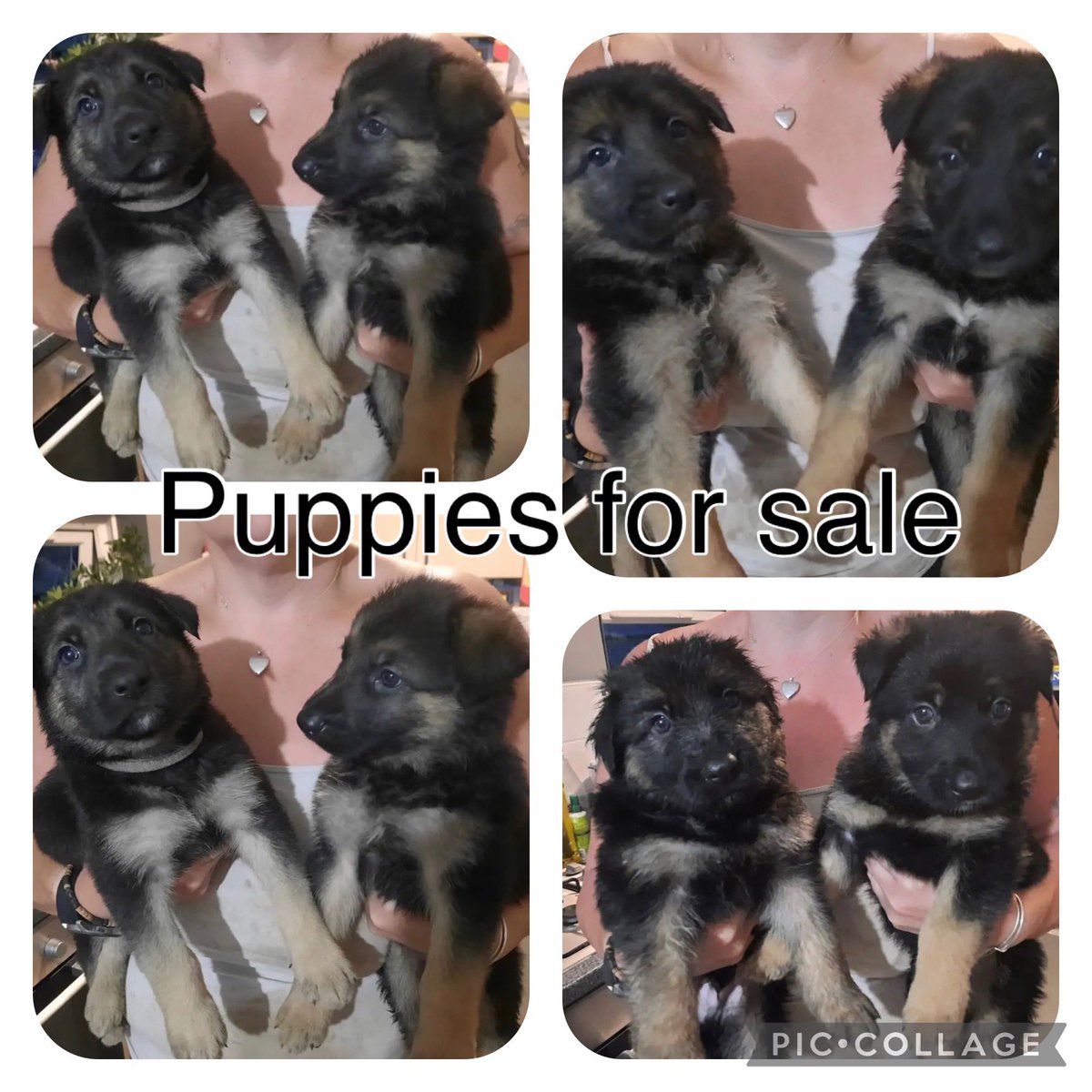 JuliaJLopez's tweet photo. Our neighbour has German Shepherd puppies for sale.  If you’re interested let us know and we’ll put you in touch x @BocaSWL https://t.co/b1WMBeHAVm