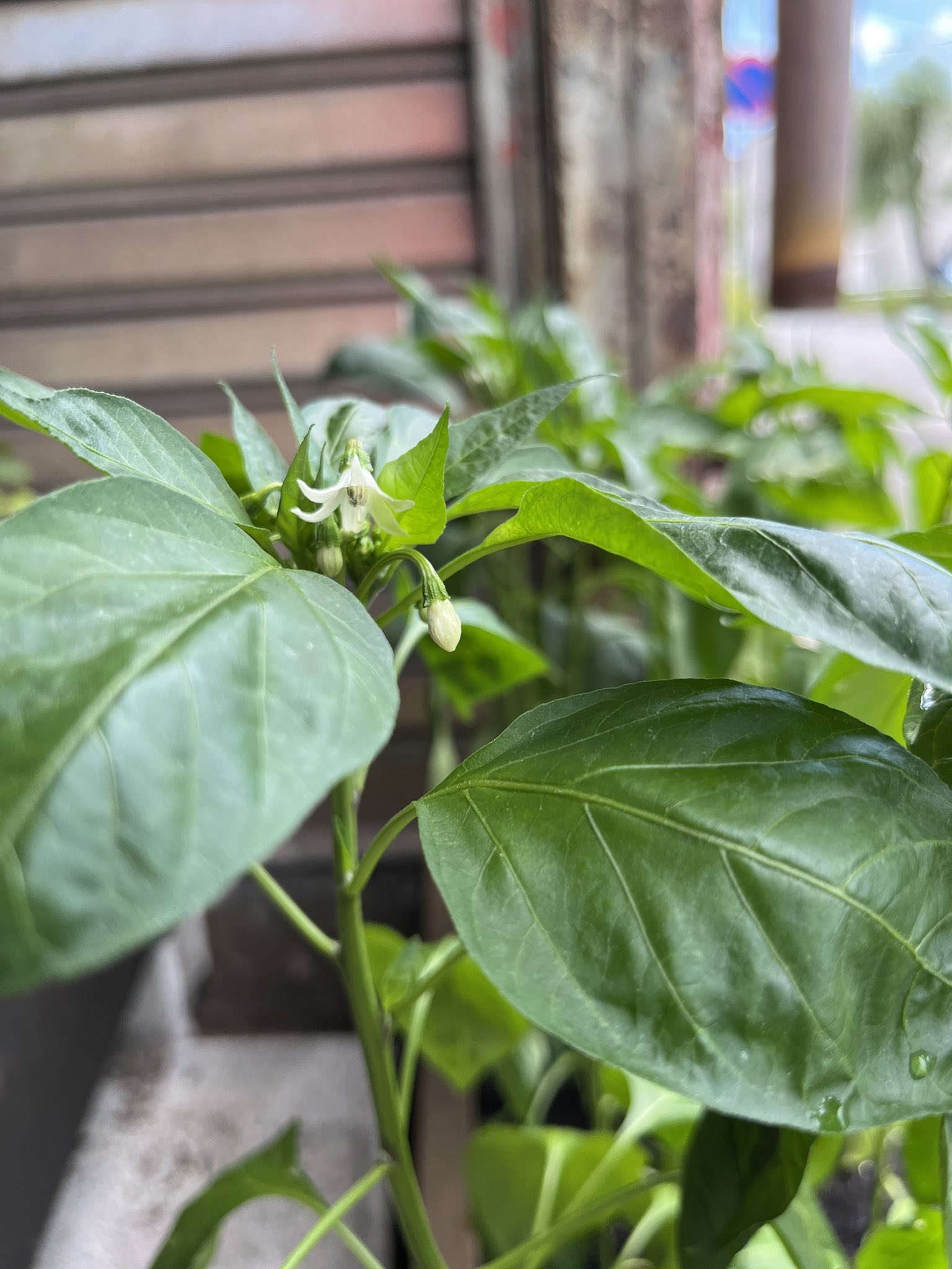 تويتر Zatowa 座と輪 على تويتر お とうがらし 花が咲いたよ T Co Gwkie9thiz