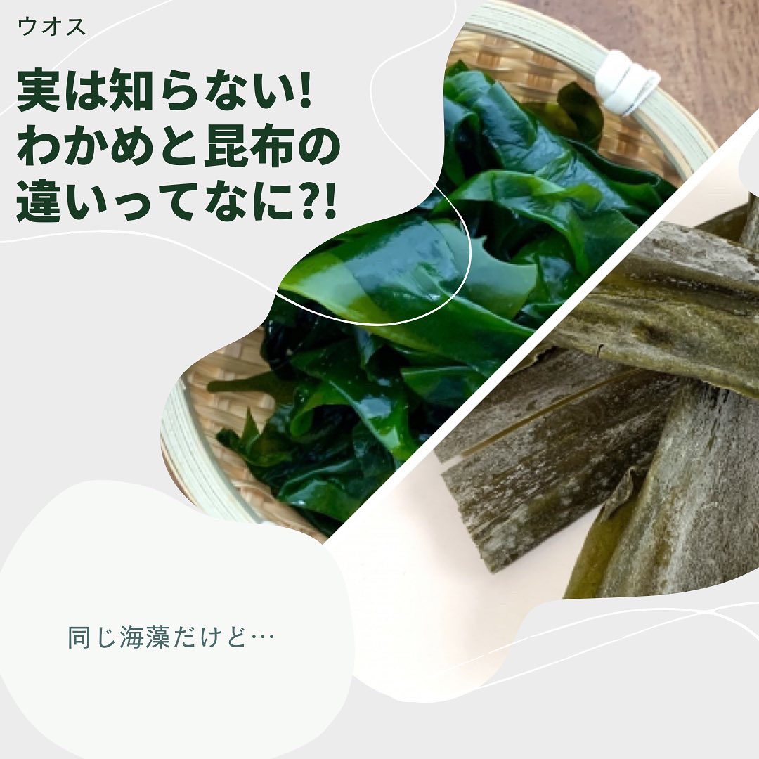 水産 青汁のウオス 進風 Inc 公式 実は知らない わかめと昆布の違いって何 日本人なら食べる頻度の高い食材が わかめ と 昆布 ですよね 同じ海藻ということで 似ているイメージもありますが 実は種類も違うんです ウオス 水産仕入 進