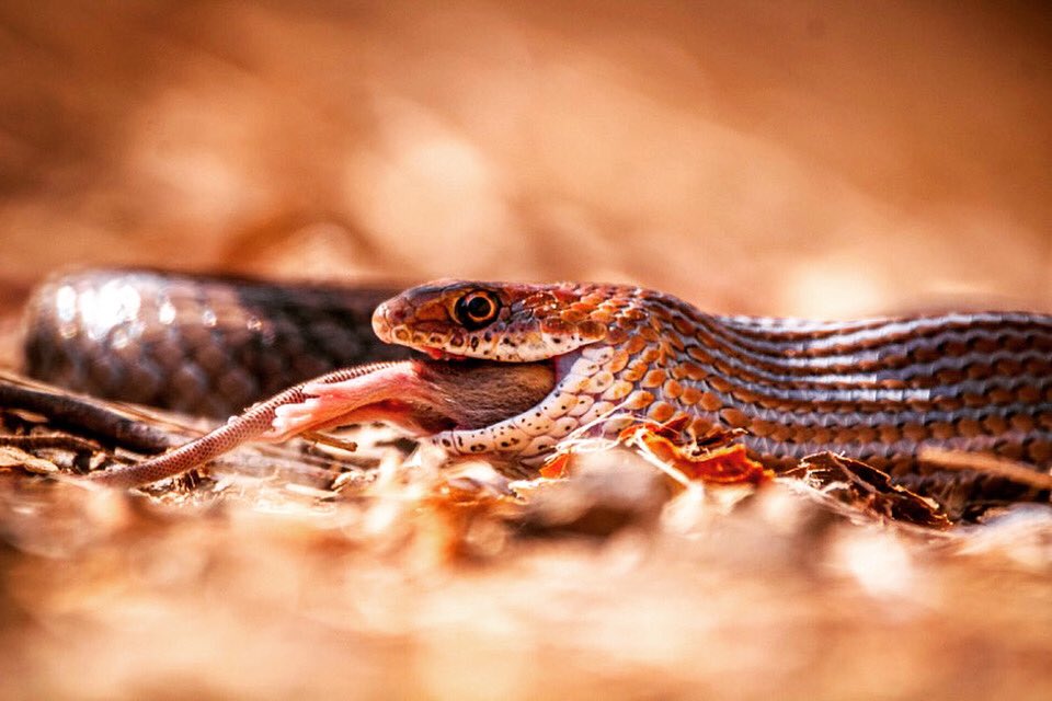 Who knew snakes could smile?