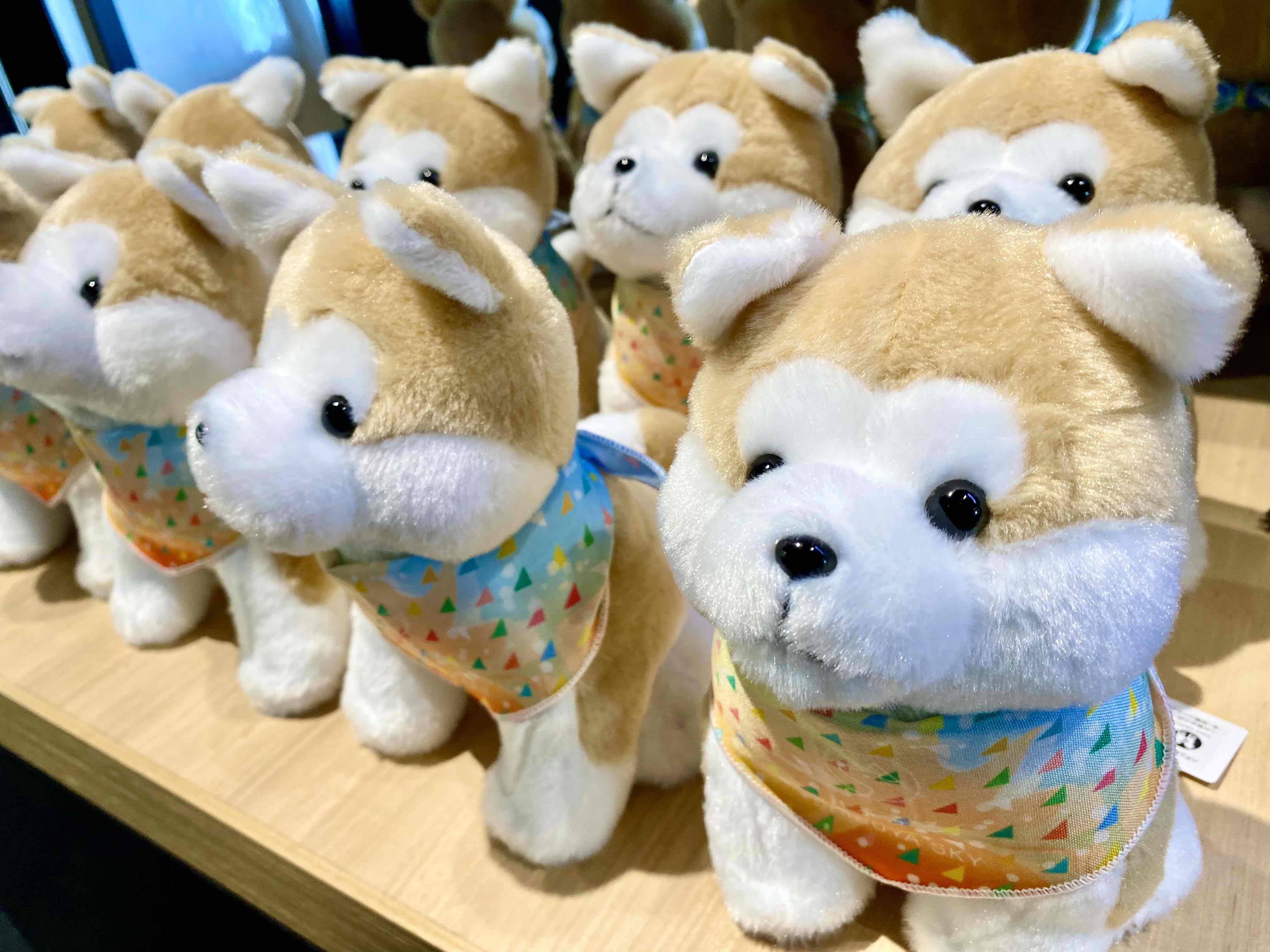SHIMA / LIVE DVD!!～渋谷で犬かわいい!!～