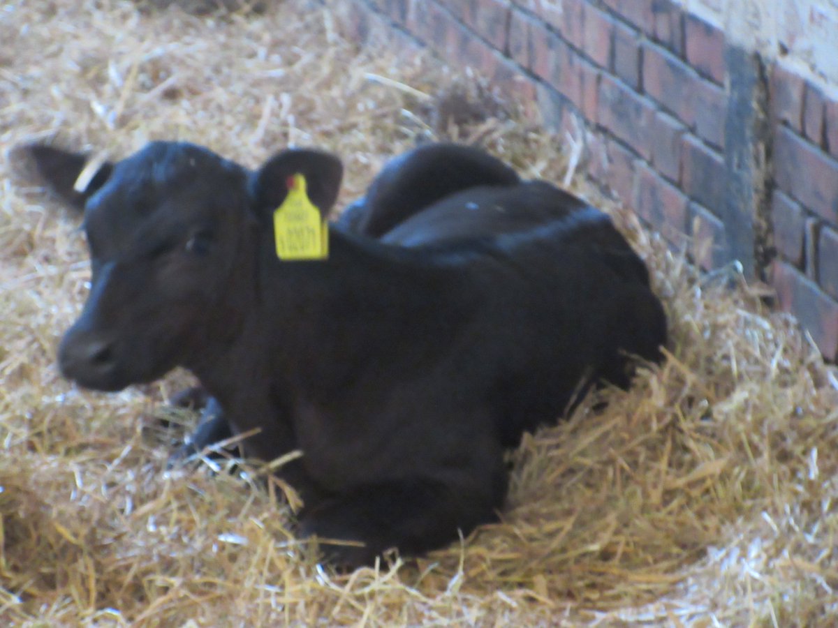 The latest new arrivals on the farm at ESP.