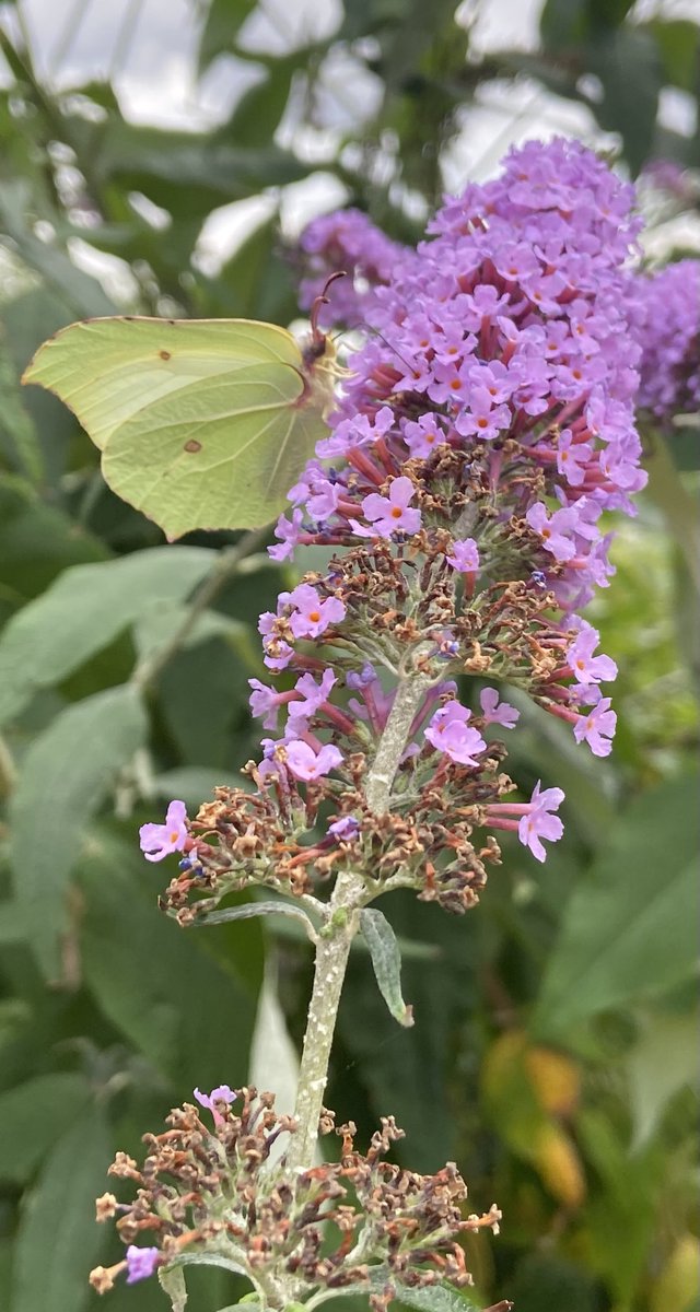 HighVibesC's tweet image. Proof that adaptability provides #abundance + strength #beautiful #butterfly #nature #sustenance