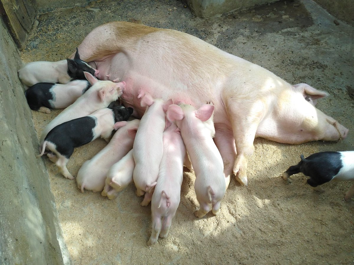 ViFarmsGh's tweet photo. Meet
Mrs NEIP
Mr ViFarms III
Mr ViFarms II
Mr ViFarms I

We produce high quality and affordable lean pork/pigs to meet your needs. 
Kindly contact us for yours ASAP. 
We do delivery to Accra and Tema at fee.
#Leanpork #ViFarms

@gea_ghana @youngafricawks @giz_ghana  @IFAD https://t.co/iY9TLpRb5p