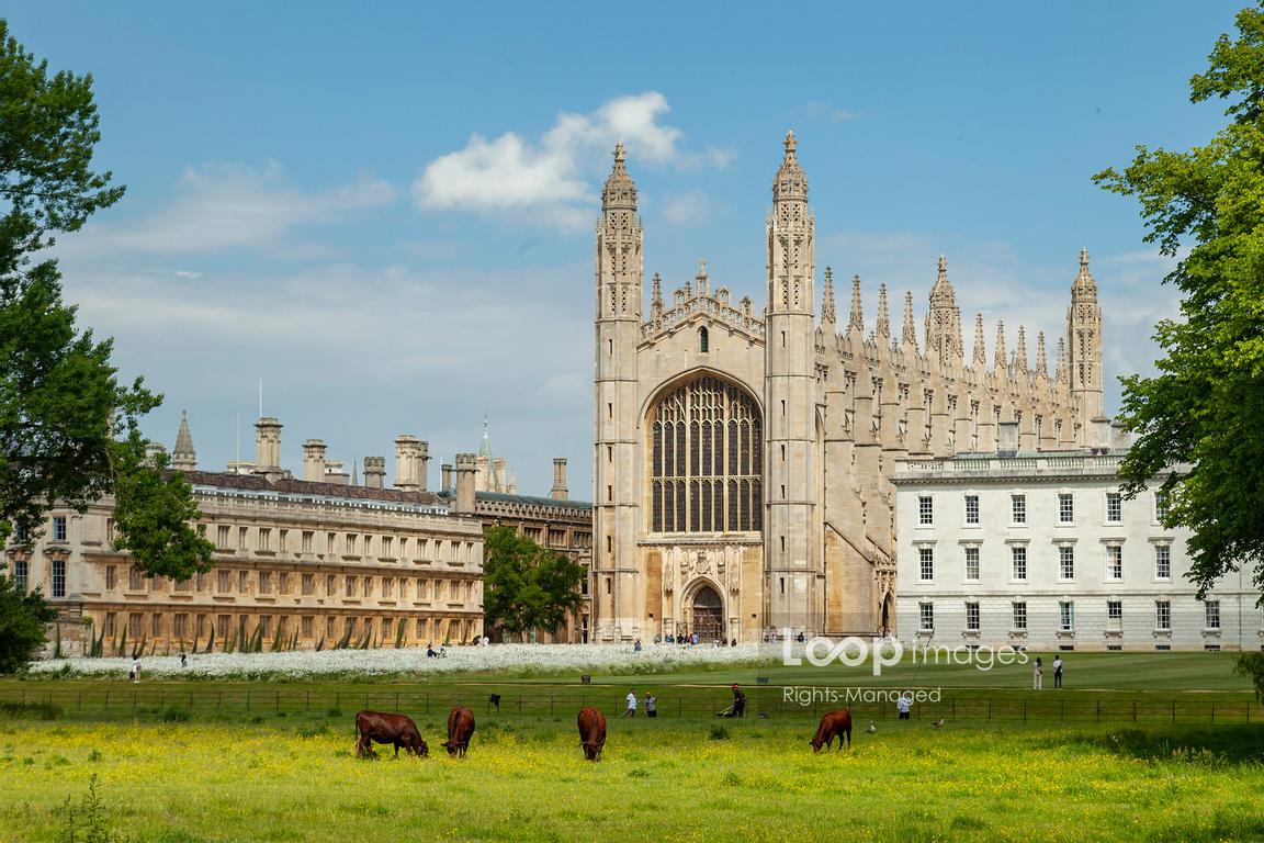 King's College seen across the Backs in Cambridge #SlawekStaszczuk #cambridge #backs #rivercam #kingscollege #heritage #architecture #college #university #elite #cows #tradition #iconic #landmark #spring