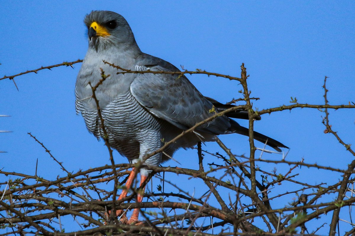Data_BirdMan's tweet image. Eastern Chanting-Goshawk (Melierax poliopterus)
𝐀𝐦𝐛𝐨𝐬𝐞𝐥𝐢 𝐍𝐚𝐭𝐢𝐨𝐧𝐚𝐥 𝐏𝐚𝐫𝐤, 𝐊𝐞𝐧𝐲𝐚

#TwitterNatureCommunity #TwitterNaturePhotography   #birds #Naturephography #birdwatching #Canon #canonphotography #birdphotography