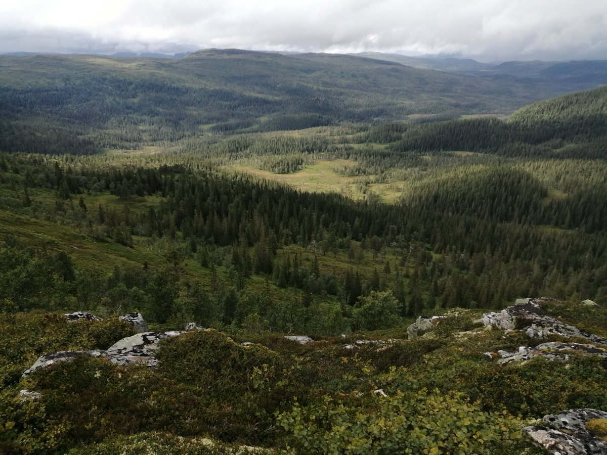 Fascinating start to our <a href="/archnetscot/">@ARCHnetScot</a> native woodland reforestation visit to Norway. Much of Scotland could look like this...