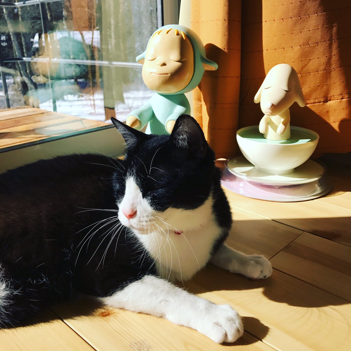 _sheepsleepless's tweet photo. 元気だった頃の愛猫の写真です。
1時間前、雷雨と共に愛猫が虹の橋を渡りました。
19年前の6月、台風の前日に拾った子でした。
5年前に慢性腎臓病ステージ4と診断されましたが元気に楽しく過ごしていました。この1週間突然体調悪化してあっという間でした。 https://t.co/uCK1IktpQ5