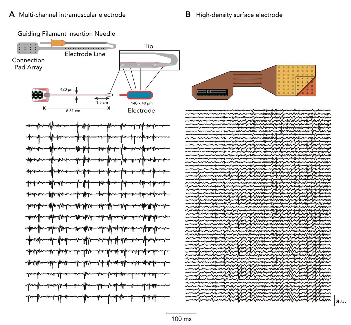 Dario Farina and I are looking for PhD students + Postdocs to work on the neural control of motoneurons at @imperialcollege. Projects will span a combination of basic neuroscience, motor control and 'Muscle-Computer Interfaces' Come find me at #NCMDub22 @ncm_soc if you're curious