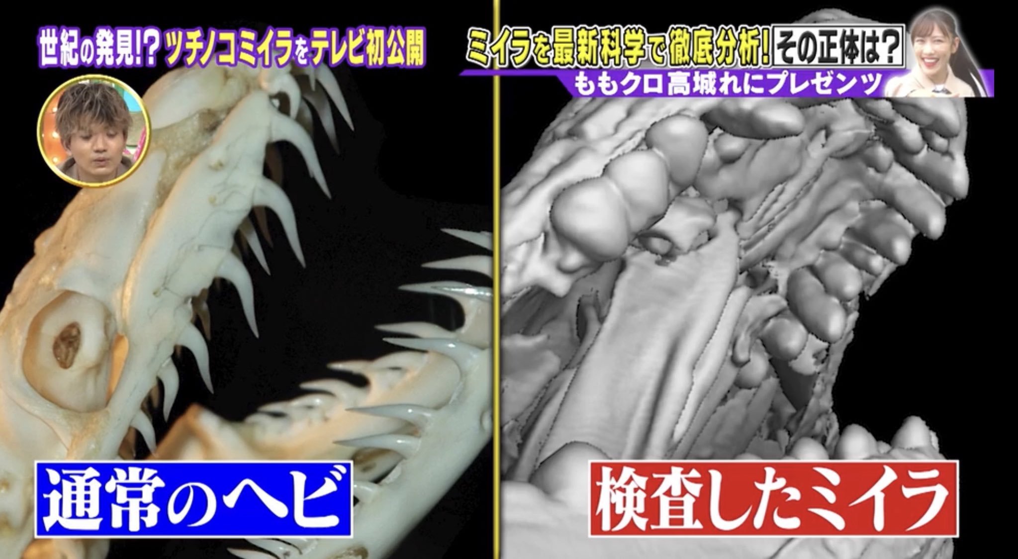 UMA 未確認生物の骨を発見？！